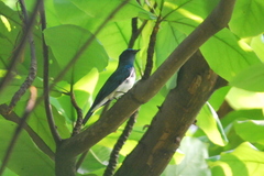 Cyanoptila cumatilis