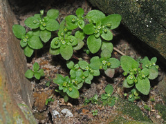 Crassula strigosa