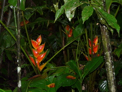 Heliconia bihai