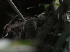 Rhizomys sumatrensis