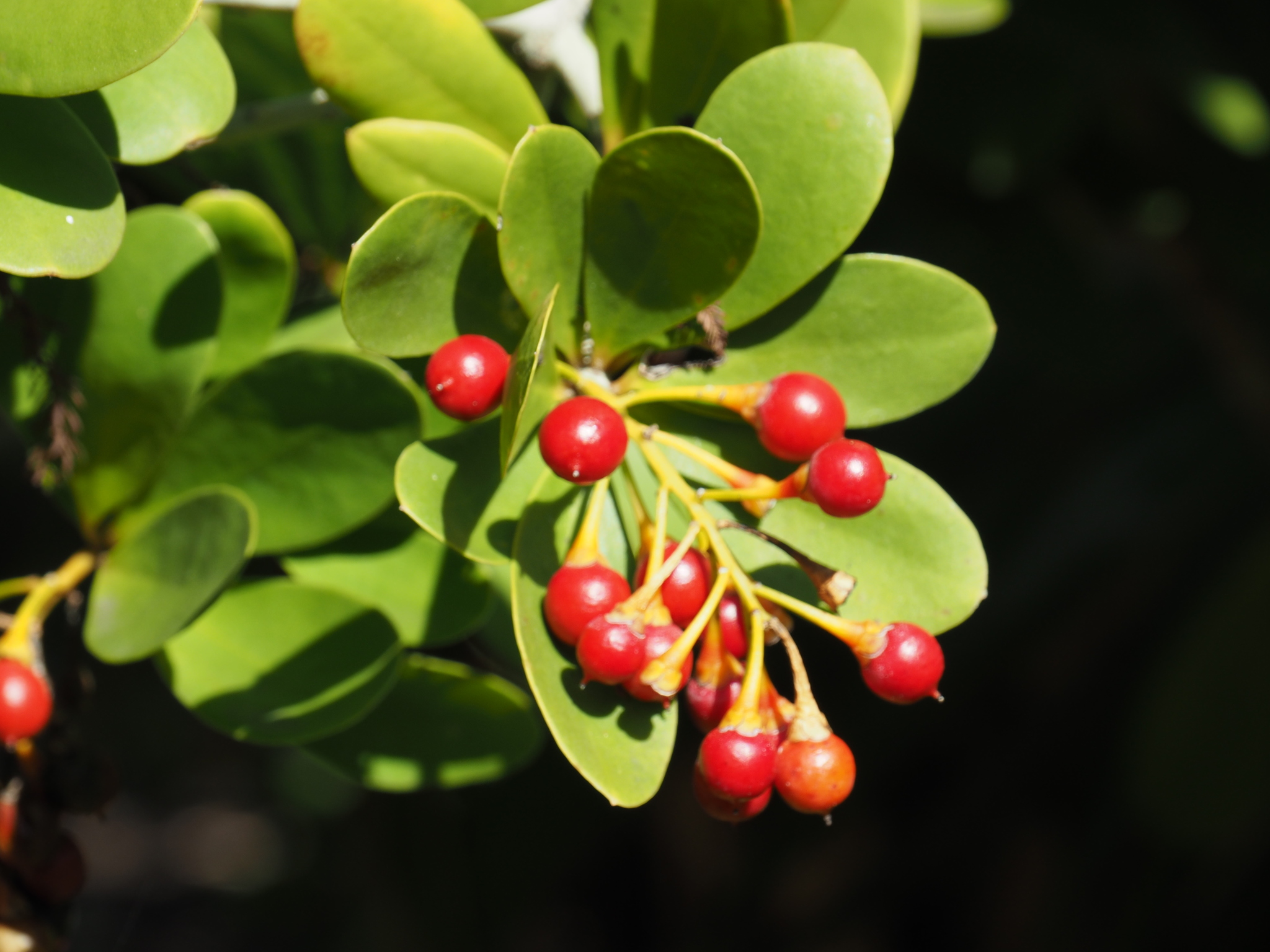 Jacquinia arborea