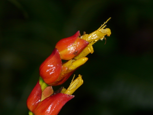 Sanchezia oblonga