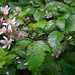 Rubus echinatus - Photo (c) lern, algunos derechos reservados (CC BY-NC), uploaded by lern