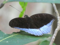 Tanaecia