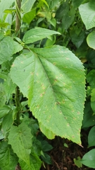 Schistocarpha eupatorioides, photograph author not stated, no rights reserved