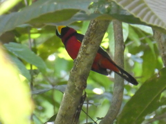 Cymbirhynchus macrorhynchos