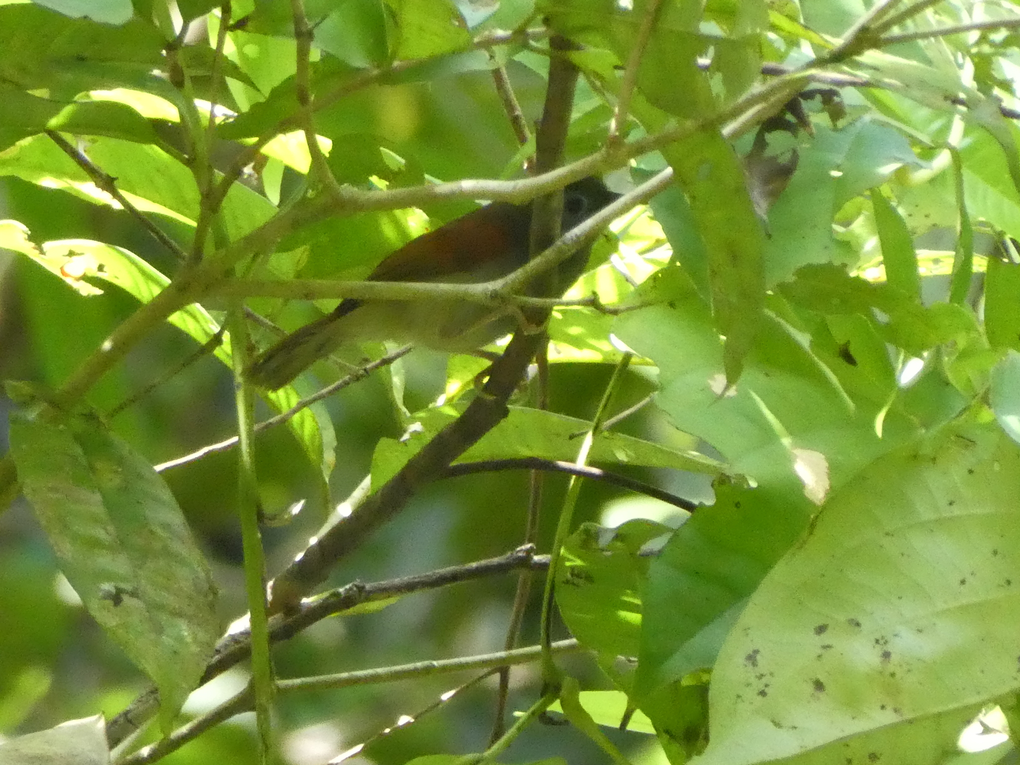 Chestnut-winged Babbler illustration