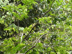 Pycnonotus finlaysoni