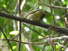 Iole viridescens cinnamomeoventris