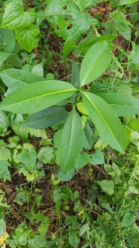 palo amargo (Rauvolfia nitida)
