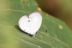 Neopithecops zalmora zalmora