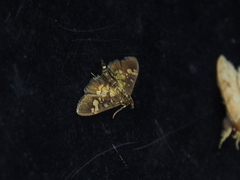 Uresiphita quinquigera