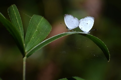 Neopithecops zalmora zalmora