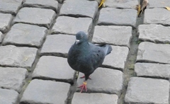 Columba livia domestica