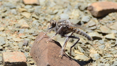 Anasillomos chrysopos