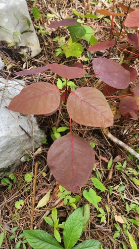 Euphorbia cotinifolia