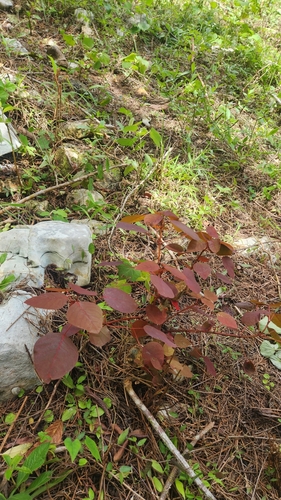Euphorbia cotinifolia
