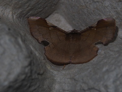 Fascellina chromataria