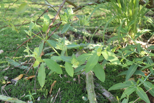 Euphorbia invaginata
