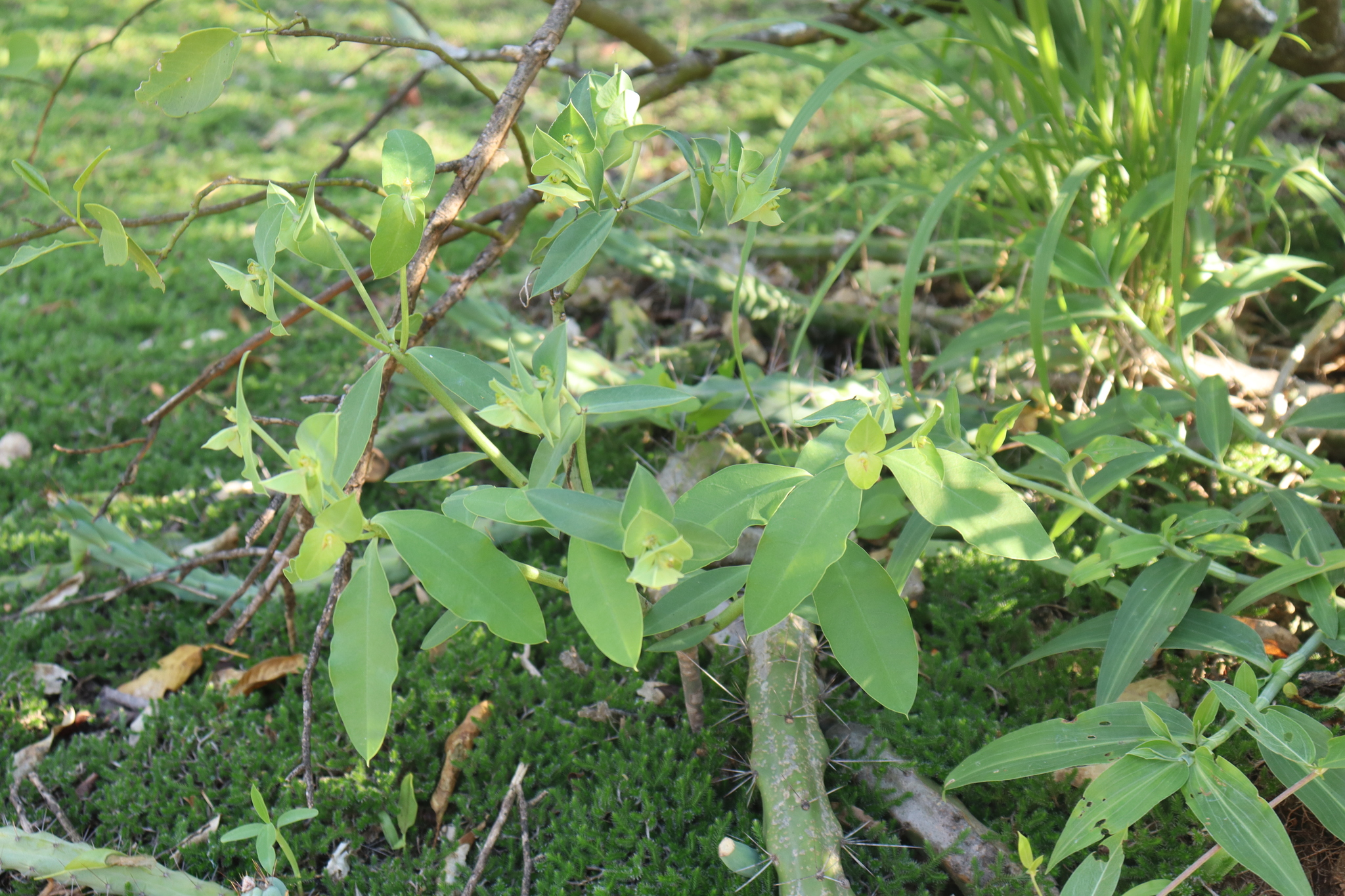 Euphorbia invaginata