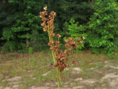 Juncus biflorus