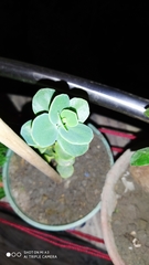 Kalanchoe marnieriana