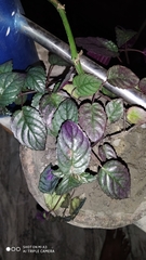 Hemigraphis alternata