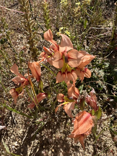 Gladiolus meliusculus, photograph 4