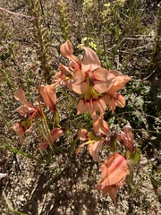 (c) Cecile Roux, some rights reserved (CC BY-SA) Gladiolus meliusculus, photograph (c) Cecile Roux, some rights reserved (CC BY-SA)