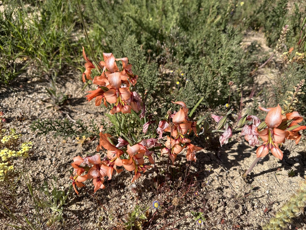 Gladiolus meliusculus; photograph (c) Cecile Roux, some rights reserved (CC BY-SA)