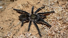 Harpactira