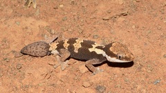 Pachydactylus rugosus