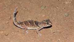 Chondrodactylus angulifer