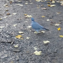 Columba palumbus