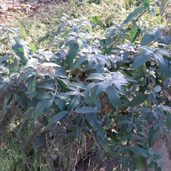 Buddleja davidii