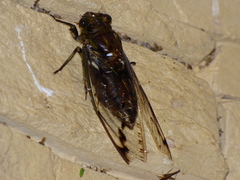 Platylomia flavida