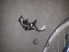 Spilogale angustifrons