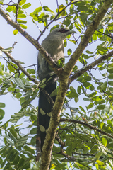 Phaenicophaeus tristis