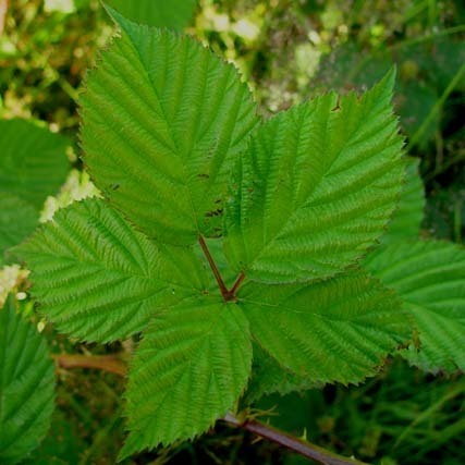 pilated-leaved blackberry