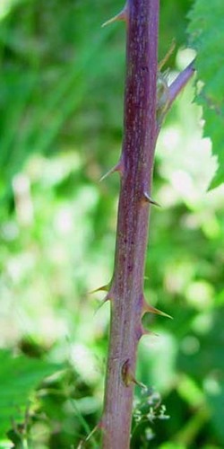 pilated-leaved blackberry