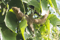 Callosciurus pygerythrus