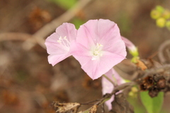 Jacquemontia paniculata