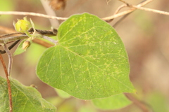 Jacquemontia paniculata