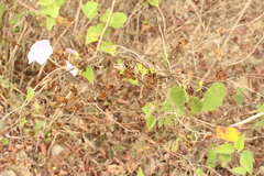 Jacquemontia paniculata
