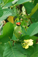 Psittacula longicauda