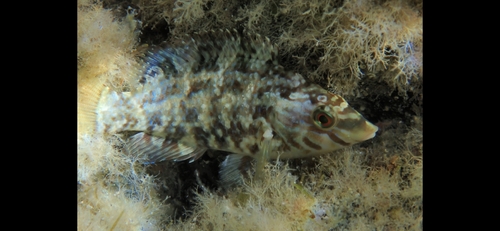 Symphodus roissali