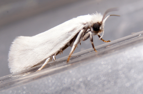 Bogus Yucca Moth photo 2