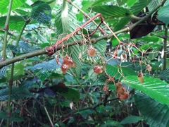 Begonia cooperi