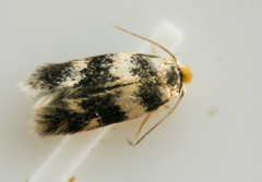 Etainia sericopeza