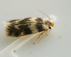Etainia sericopeza